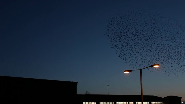 英国西萨塞克斯郡奇切斯特火车站上空飞过的椋鸟视频素材