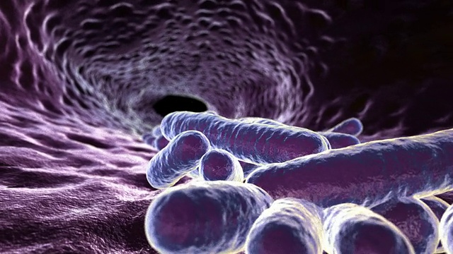 大肠杆菌在肠道中繁殖的大肠杆菌视频素材