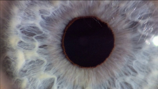 瞳孔因光线变化而产生的扩张和收缩。瞳孔的孔是由虹膜肌肉控制的，虹膜是眼睛周围的有色区域视频下载