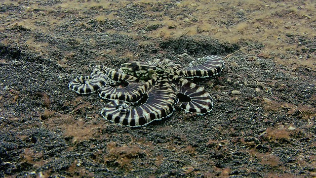模仿章鱼(Thaumoctopus mimicus)在沙质海床上移动。视频下载