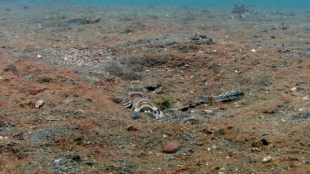 沙质海床上的斑皮虾。视频下载