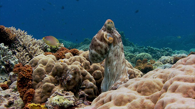 一种常见的珊瑚礁章鱼(蓝藻章鱼)。为了伪装和发送信号，它会迅速改变颜色。拍摄于印度尼西亚苏拉威西岛视频下载