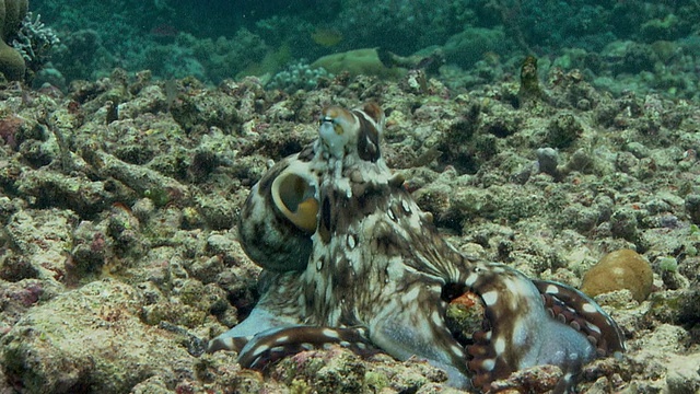 一种常见的暗礁章鱼(蓝藻章鱼)，在珊瑚碎石区觅食。它用手臂在珊瑚的缝隙中寻找猎物。拍摄于印度尼西亚苏拉威西岛视频下载