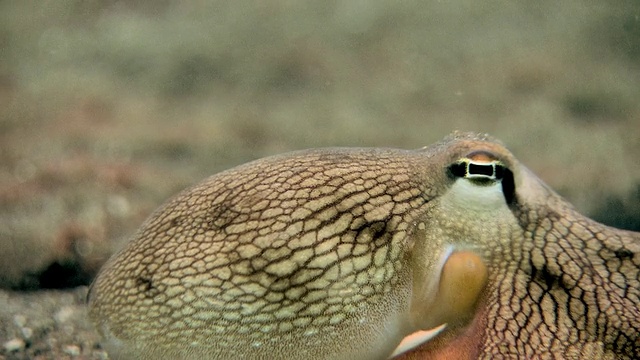 脉状章鱼(两栖章鱼边缘)，眼睛的特写。视频素材