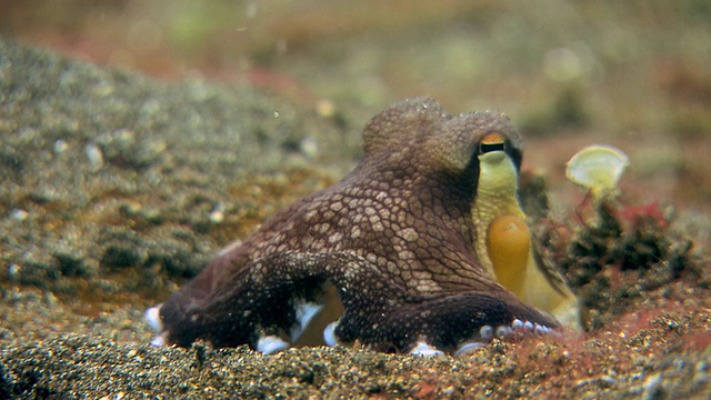 在沙中挖掘洞穴的脉状章鱼(边缘两栖章鱼)。它会改变皮肤的颜色。拍摄于印度尼西亚苏拉威西岛的Lembeh海峡视频素材