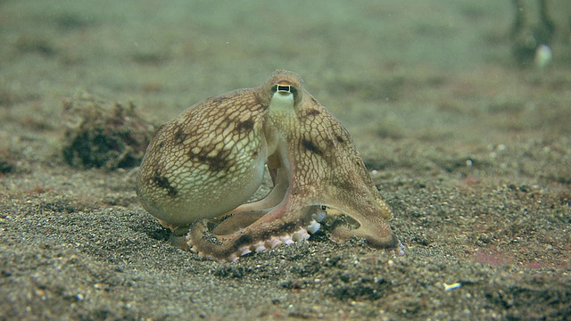 脉状章鱼(边缘两栖章鱼)，从海床起飞。拍摄于印度尼西亚苏拉威西岛的Lembeh海峡视频下载