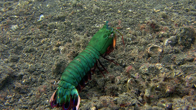 在海床上行走的螳螂虾。视频下载