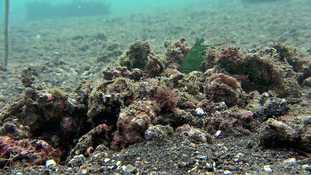 螳螂虾(齿趾虾)在海底的洞穴。视频下载