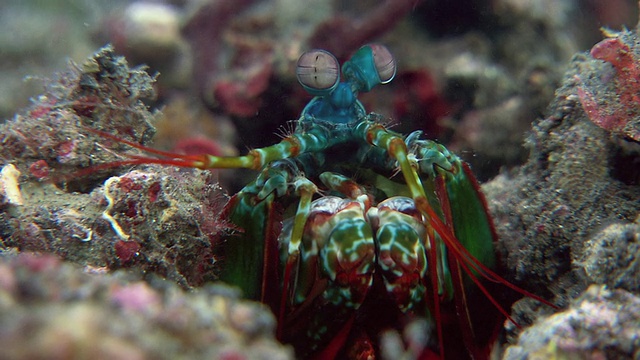 在海底洞穴中的螳螂虾。视频下载
