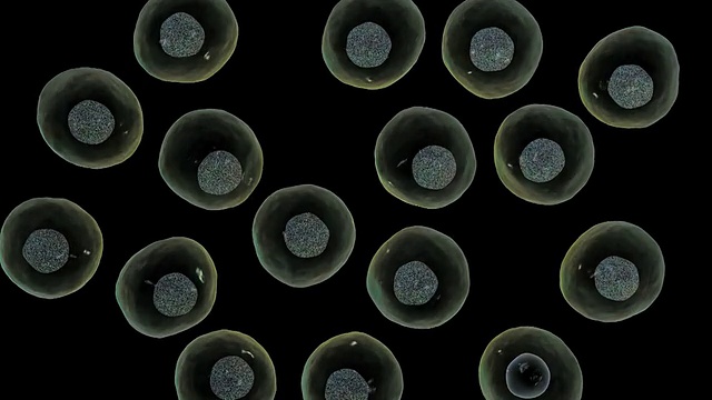 人类细胞通过有丝分裂进行细胞分裂。视频下载