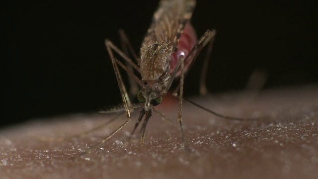 冈比亚按蚊叮咬人类皮肤。这种蚊子是疟疾的传播媒介视频素材