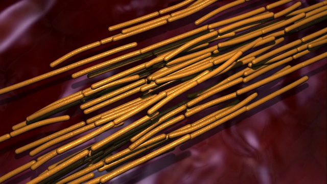 细菌分裂。杆状细菌通过二分体分裂分裂的动态视频素材