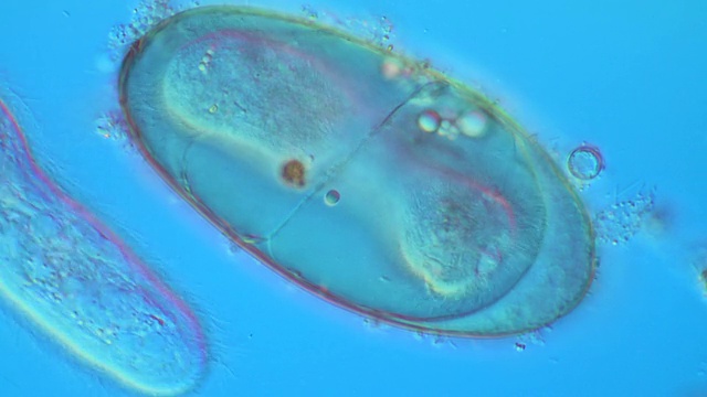 肝吸虫(肝吸虫)卵，大小为140 × 80微米。在孵化之前，纤毛幼虫被认为是在努力推动，以通过盖出现作为毛蚴幼虫视频素材