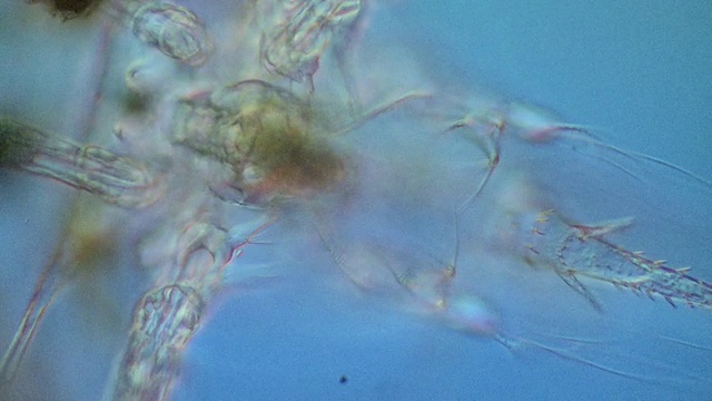 一种海洋甲壳纲动物的幼体(无节幼体)的光显微摄影视频下载
