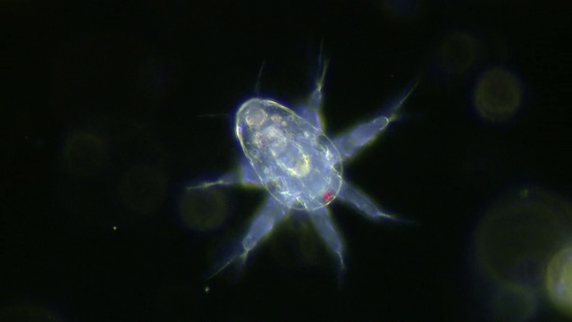 一种淡水桡足类动物，Cyclops sp.的无节虫(幼虫)的显微镜观察。视频素材