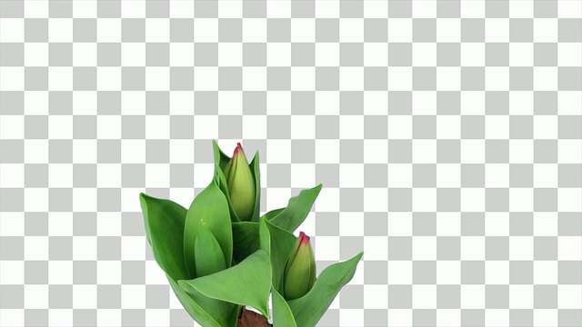 红色郁金香(百合科郁金香属)在花盆中生长和开花的时间。拍摄用时7天。这个剪辑有一个透明的背景。夹孤立的黑色也可用视频下载