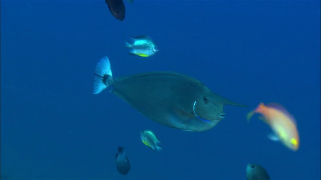巴布亚新几内亚，斑点独角兽和其他鱼类游泳在海洋视频下载