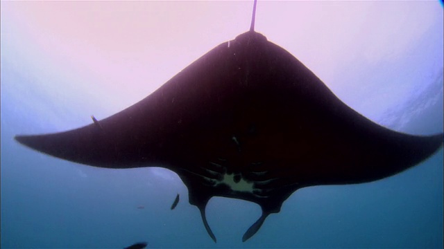 MS, CU，巴布亚新几内亚，大蝠鲼在海洋中游泳视频素材