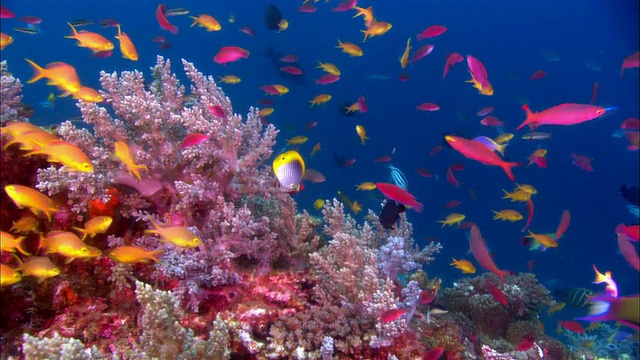 MS, CROSS PROCESS，巴布亚新几内亚，珊瑚礁旁五颜六色的鱼视频素材