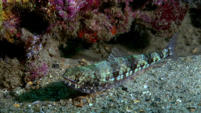 加州，巴布亚新几内亚，海底的两点蜥蜴鱼视频素材