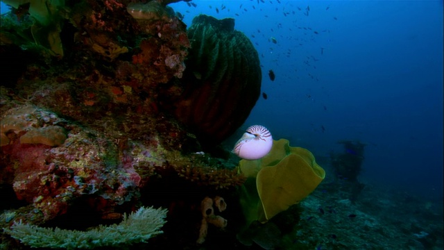 MS，巴布亚新几内亚，鹦鹉螺在海洋中游泳视频素材