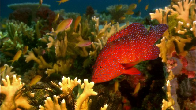 巴布亚新几内亚，珊瑚礁旁的珊瑚岩鳕鱼视频下载