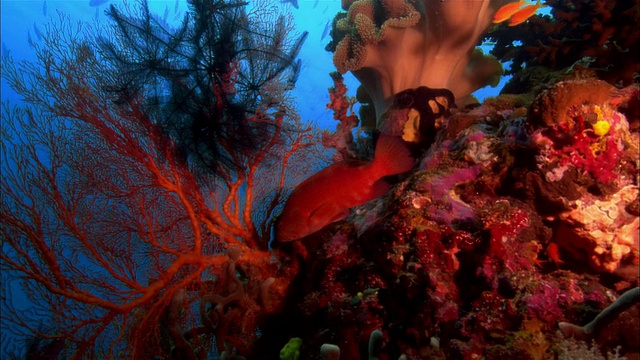 巴布亚新几内亚，珊瑚礁旁的珊瑚岩鳕鱼视频下载