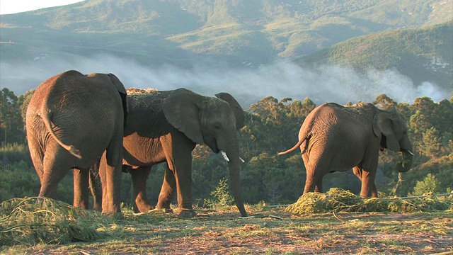 大象在森林里放牧/未指明，西开普，南非视频下载