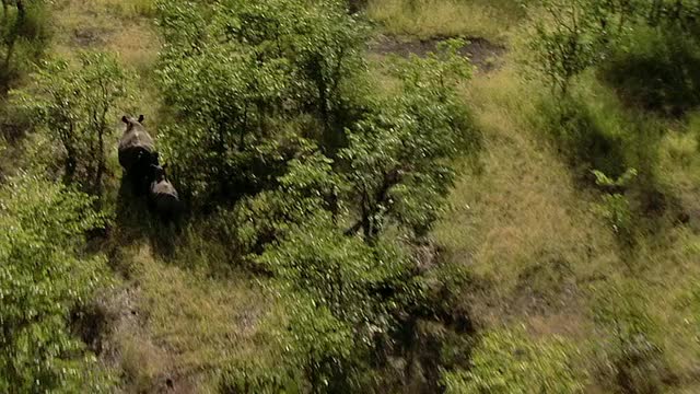 空中WS POV视图的犀牛运行/拯救山谷，南津巴布韦，津巴布韦视频下载