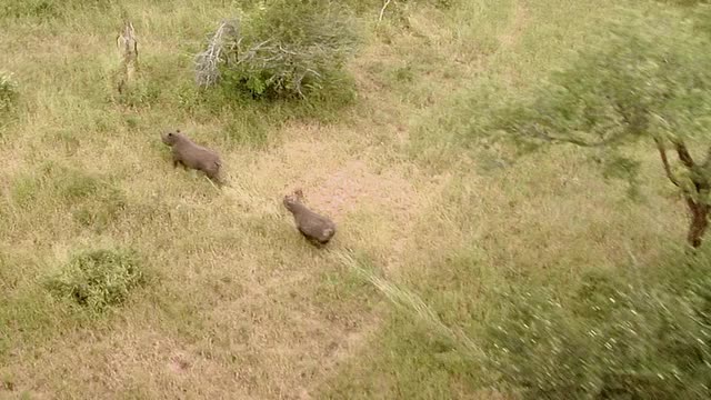 空中WS ZI POV犀牛奔跑/拯救山谷，南津巴布韦，津巴布韦视频下载
