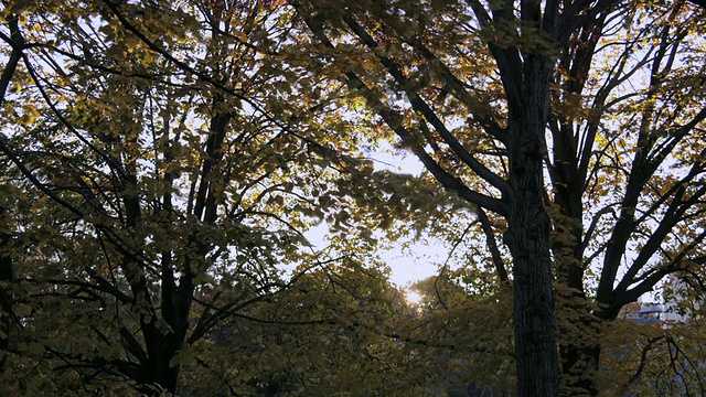 MS T/L秋天的黄叶在风中摇摆日落/纽约，美国视频素材