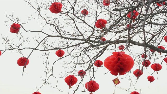 LA MS中国元宵节庆祝树/西安，陕西，中国视频素材