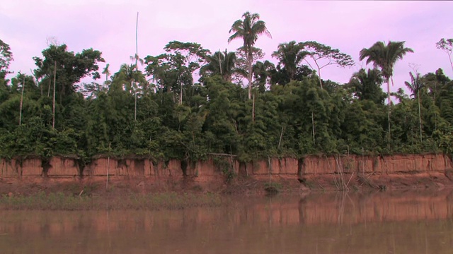 从河流/马努国家公园，秘鲁的森林和河岸的WS视图视频下载