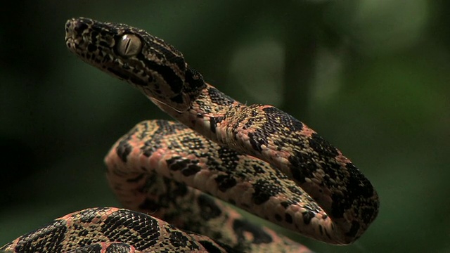 秘鲁马努国家公园的小蟒蛇盘绕着并引人注目视频下载