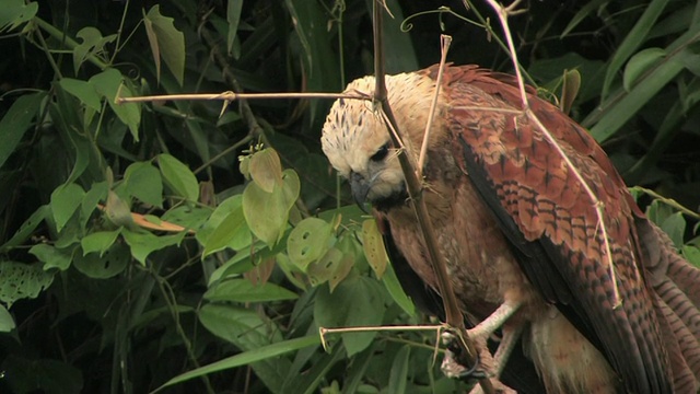 秘鲁马努国家公园，路边鹰栖息在树枝上寻找猎物视频素材