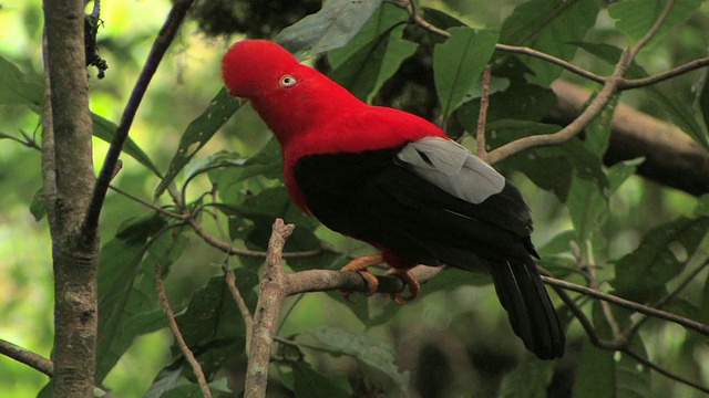 在秘鲁马努国家公园热带雨林的树枝上栖息的安第斯雄鸡视频素材
