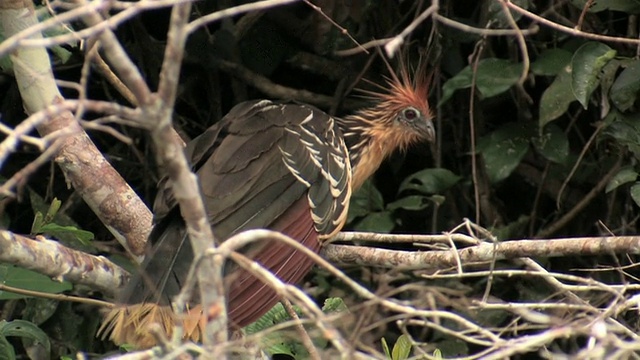 在秘鲁Manu国家公园的树枝上栖息的Hoatzin (Opisthocomus Hoatzin)视频素材