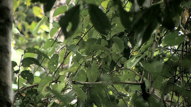 秘鲁Manu国家公园，WS松鼠猴趴在树枝上四处张望/猴子从树枝上跳下来视频素材