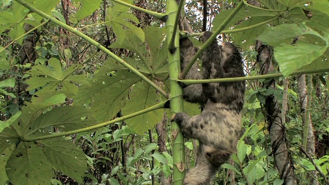 三趾树懒在爬树/秘鲁马努国家公园视频素材