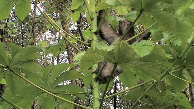 三趾树懒在爬树/秘鲁马努国家公园视频素材