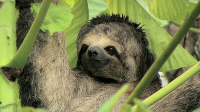 秘鲁马努国家公园的三趾树懒视频素材
