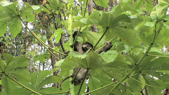 三趾树懒栖息在树上/ Manu国家公园，秘鲁视频素材