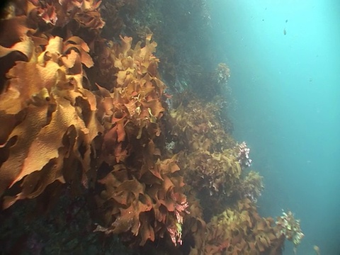海带森林(海带目)，四周，新西兰，可怜的骑士，新西兰视频素材