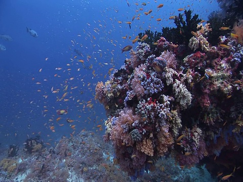 珊瑚周围的鱼群突然飞走了，马尔代夫视频下载