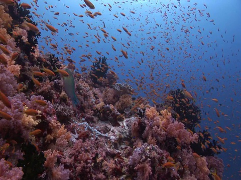 珊瑚虫上的一群花冠鱼(花冠科)，马尔代夫视频下载