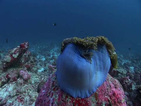紫海葵(海葵目)和小丑鱼(角闪鱼属)，马尔代夫视频下载