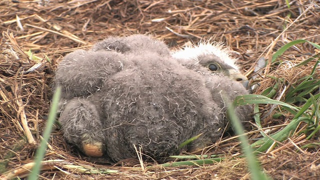 美国CU，阿拉斯加，卡特迈国家公园，美国白头haliaeetus leucocephalus躺在巢里的秃鹰幼崽视频素材