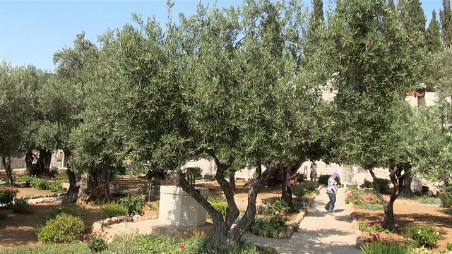 MS PAN TD客西马尼园橄榄树/耶路撒冷，耶路撒冷，Mechoz耶路撒冷，以色列视频下载