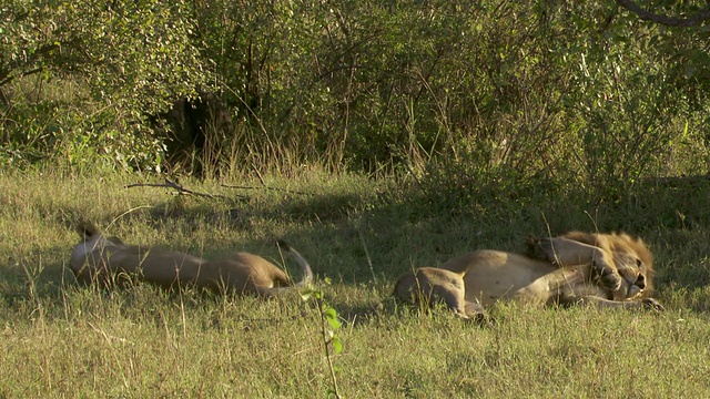 正在交配的狮子/坦桑尼亚视频素材