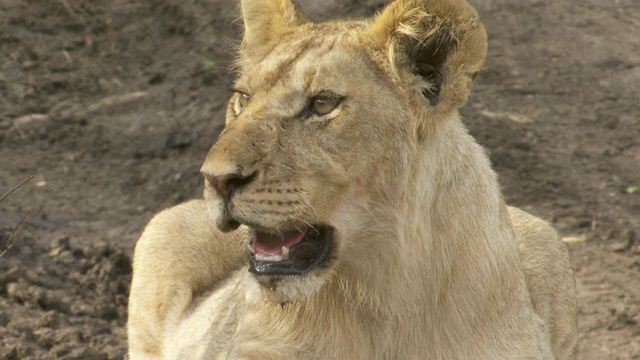 狮子喘气和打哈欠/坦桑尼亚视频下载